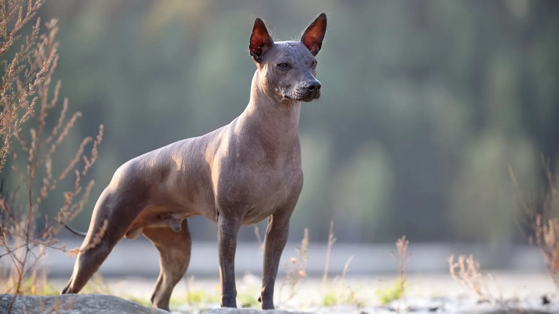 Xoloitzcuintle (Mex Hairless)Int (IMP)